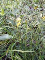 Lysimachia lanceolata