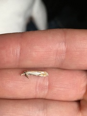 Crambus saltuellus