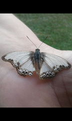 Cymothoe alcimeda trimeni