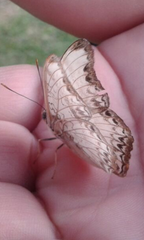 Cymothoe alcimeda trimeni