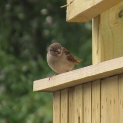 Passer domesticus