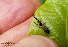 Miolispa papuana