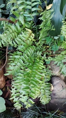 Nephrolepis