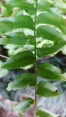 Nephrolepis