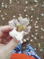 Catalpa bignonioides