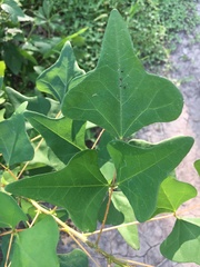 Erythrina herbacea