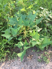 Erythrina herbacea