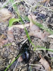 Carabus aeruginosus