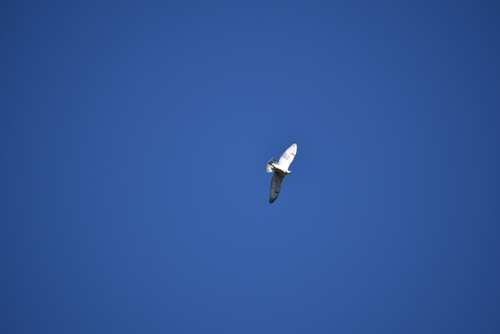 iNaturalist observation photo of Ferruginous Hawk
