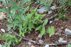 Callisia navicularis