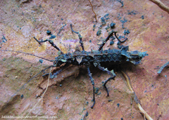 Acanthoclonia ornatum