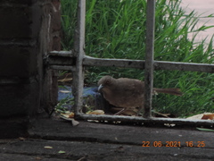 Toxostoma curvirostre