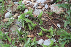 Callisia navicularis