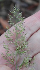 Agrostis curtisii
