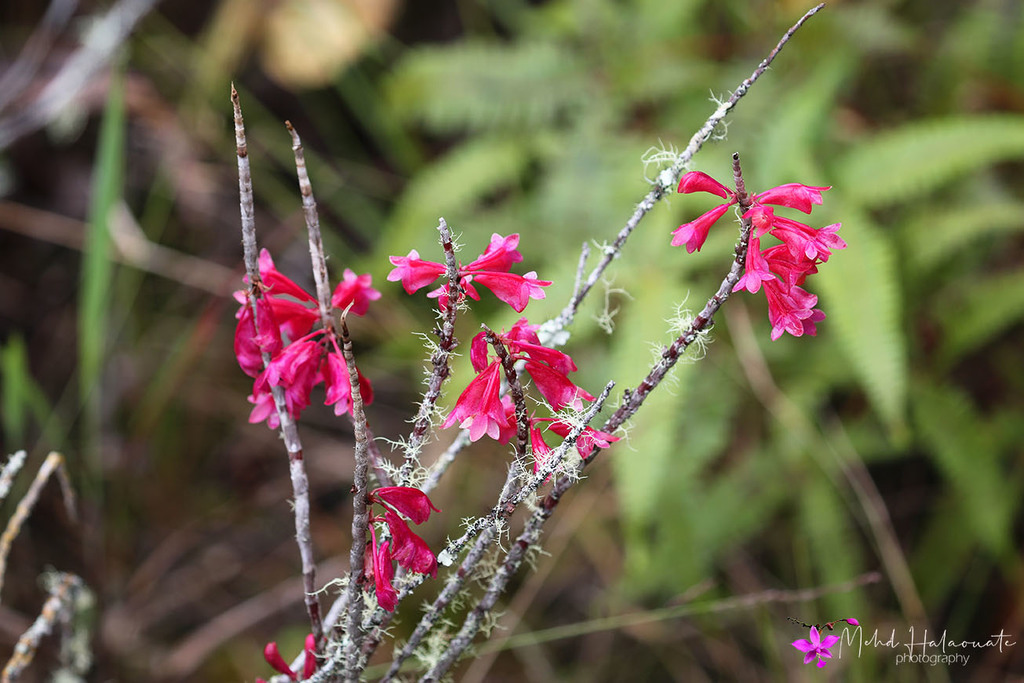 Dendrobium convexipes J.J.Sm.