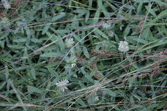Trifolium eriocephalum