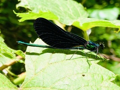 Calopteryx maculata