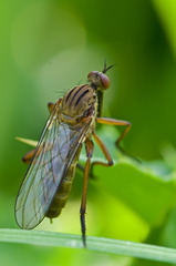 Empis livida