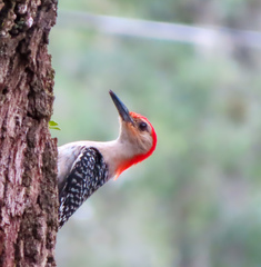 Melanerpes carolinus image