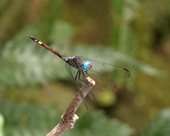 Micrathyria atra