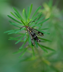 Chamaesphecia empiformis