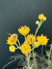 Eucerceris canaliculata