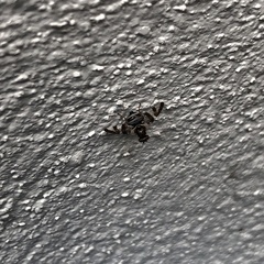 Dyscrasis hendeli