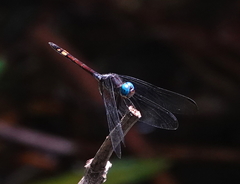 Micrathyria atra