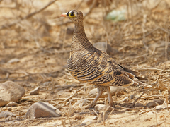 Pterocles lichtensteinii