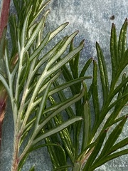 Potentilla bimundorum