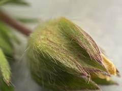 Potentilla bimundorum