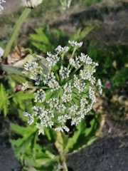 Heracleum sphondylium sphondylium
