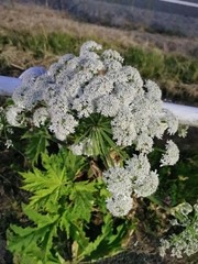 Heracleum sphondylium sphondylium