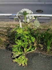 Heracleum sphondylium sphondylium