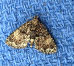 Metalectra richardsi