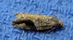 Proteoteras crescentana