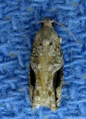 Proteoteras crescentana