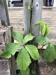Parthenocissus quinquefolia