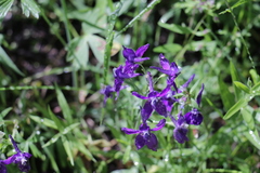 Delphinium menziesii