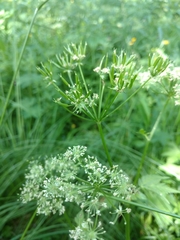 Chaerophyllum hirsutum