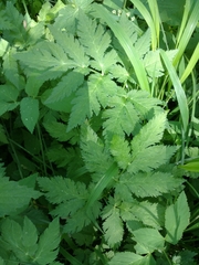 Chaerophyllum hirsutum