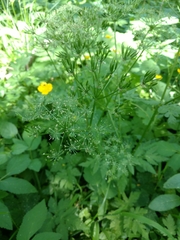 Chaerophyllum hirsutum