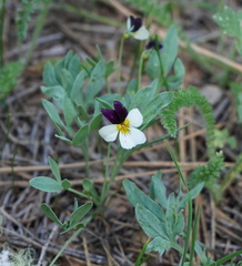 Viola hallii