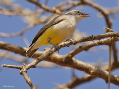 Eremomela icteropygialis
