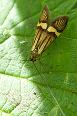 Nemophora degeerella