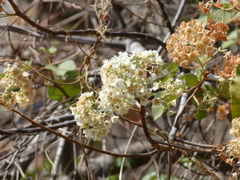 Dombeya ledermannii