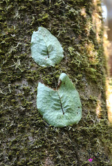 Dendroconche linguiforme