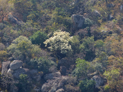 Dombeya ledermannii
