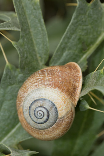 Spanish Snail