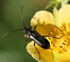 Grammoptera subargentata